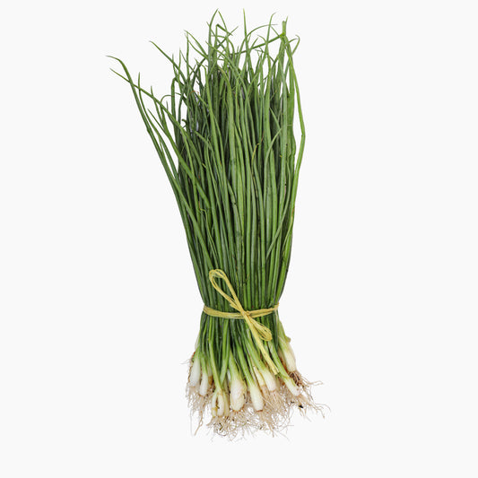 manojo de cebollas de raíz para plantar