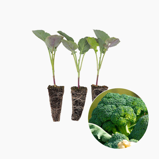 Brócoli