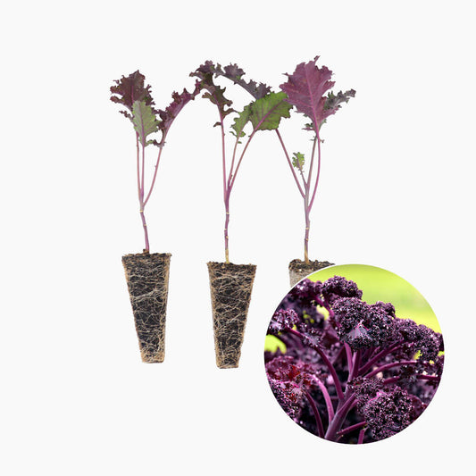 Col Kale Morada