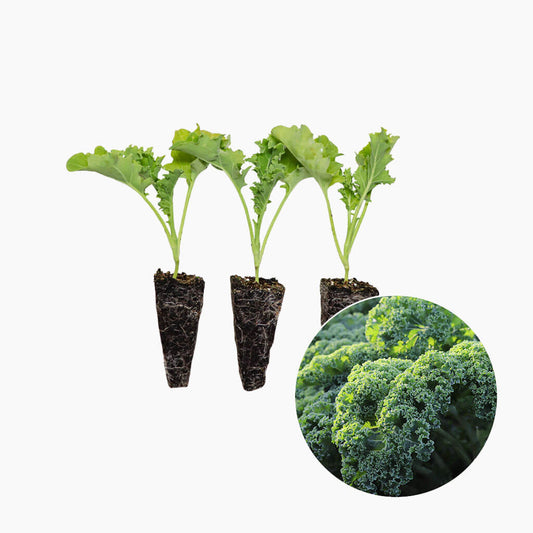 Col Kale Verde