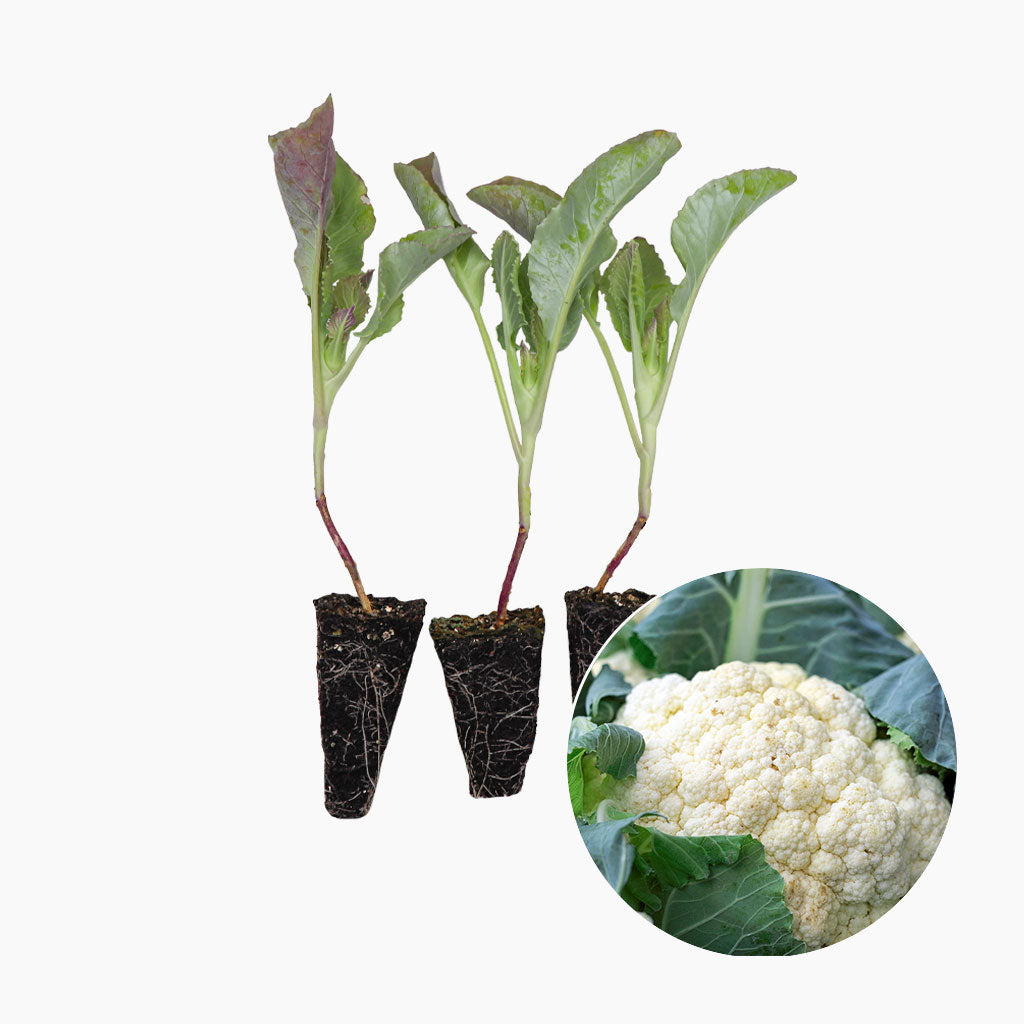 plantón de coliflor blanca para tu huerto