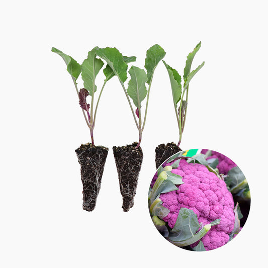 plantón de coliflor morada para tu huerto