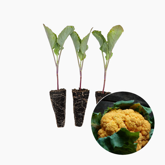plantón de coliflor naranja para tu huerto