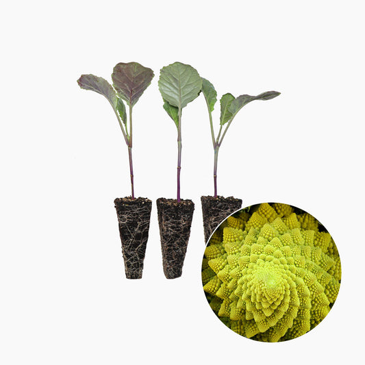 Coliflor Romanesco