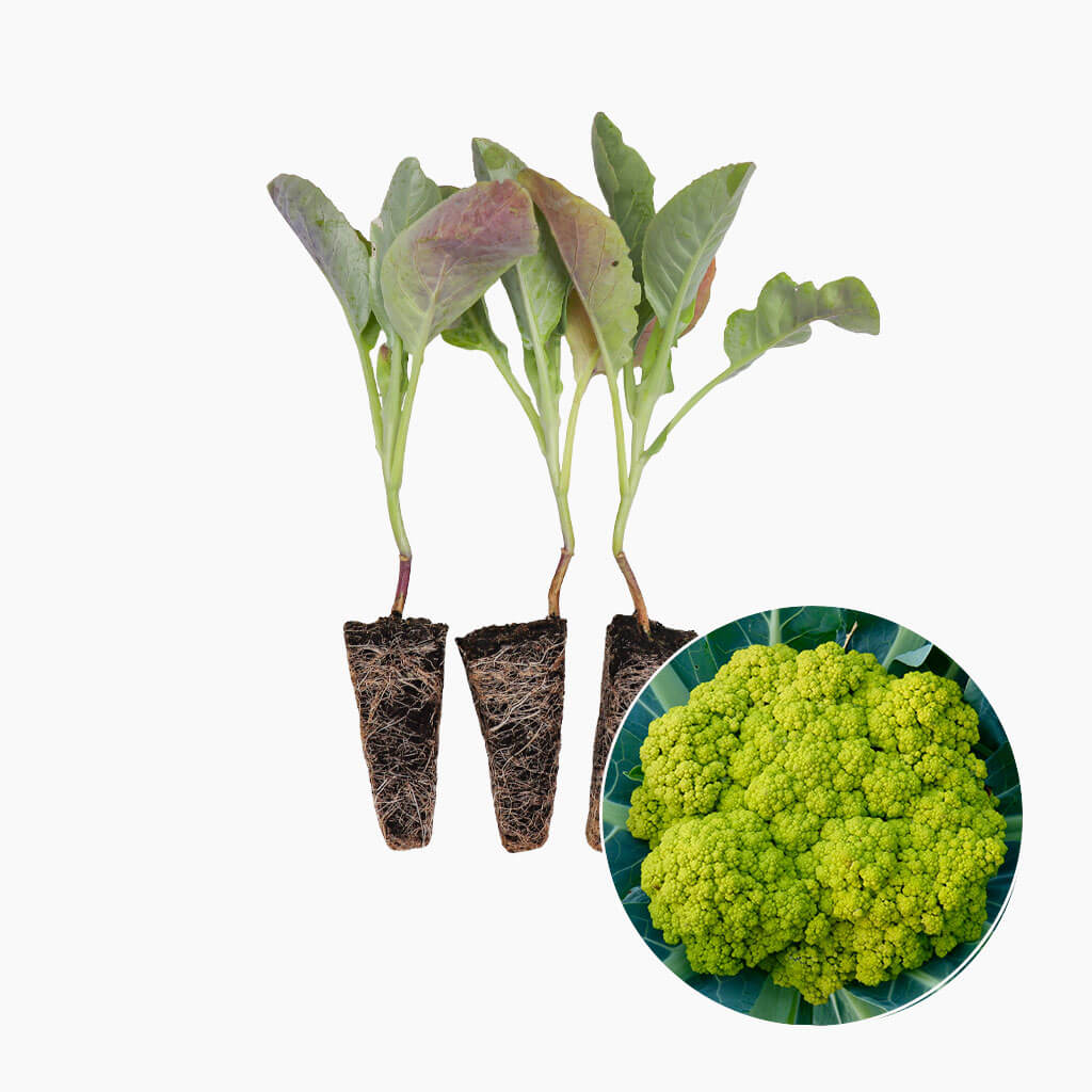 plantón de coliflor verde para tu huerto