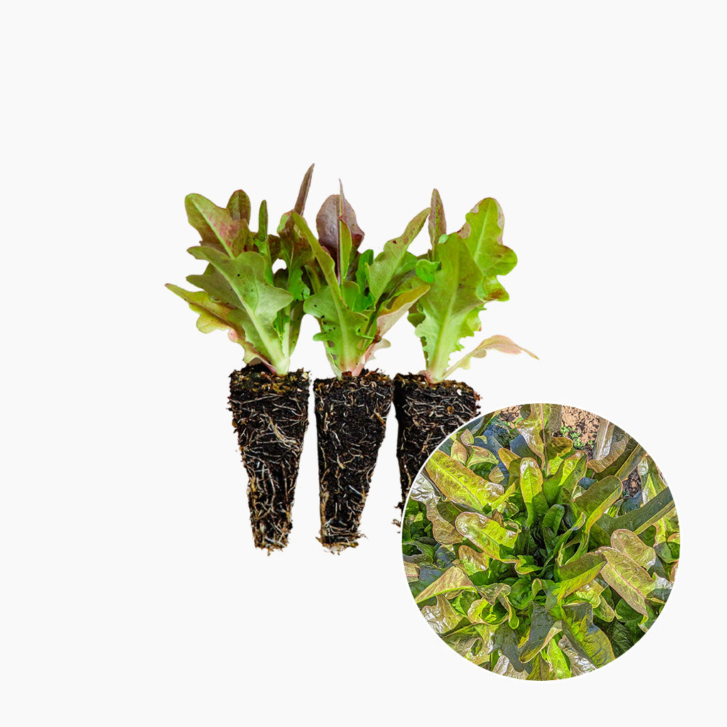 Enciam Fulla de Roure Espasa