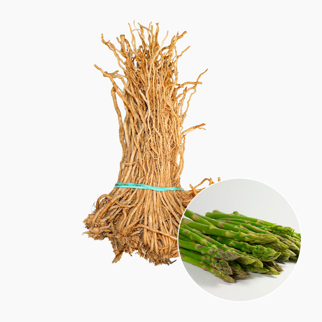 raíces de espárragos para huerto