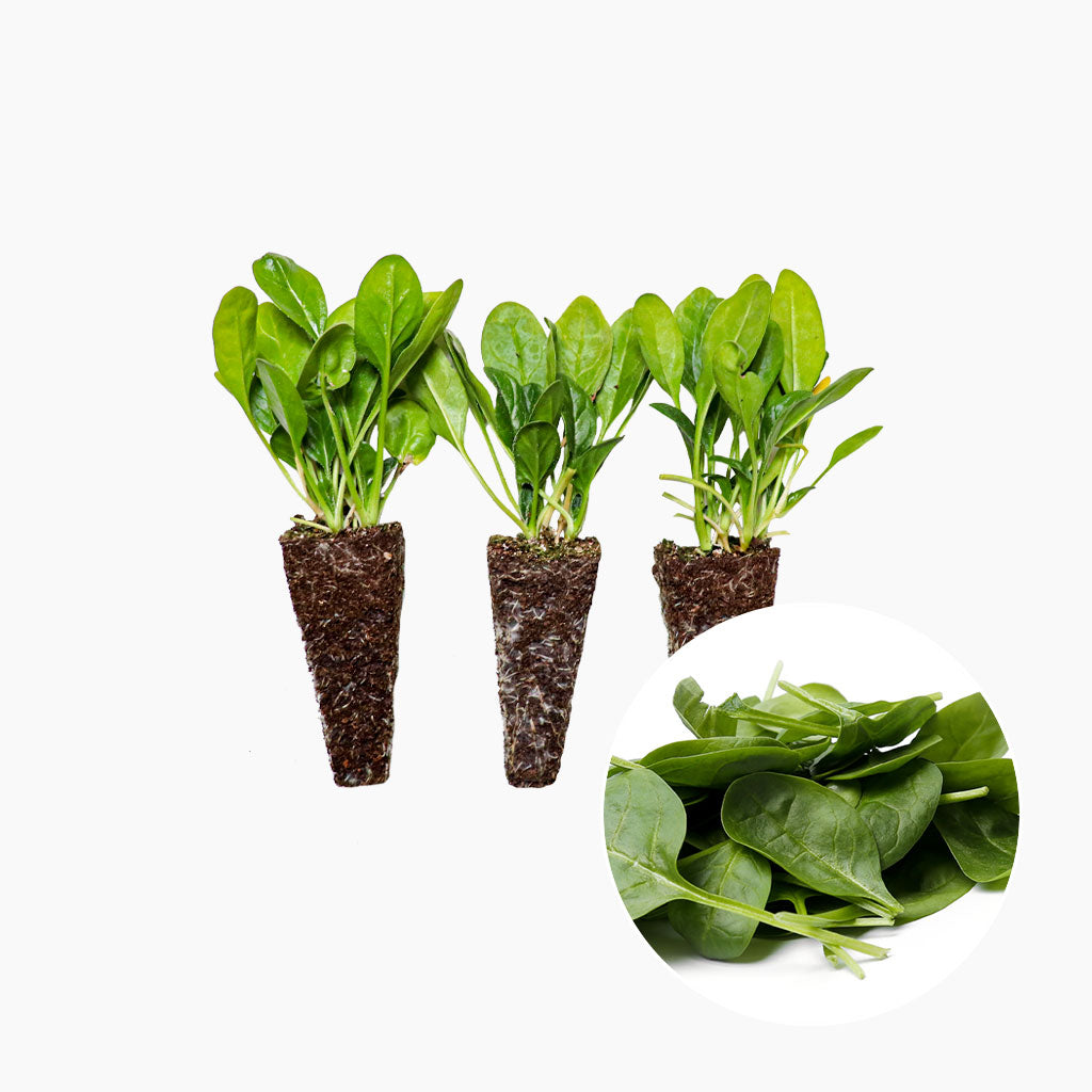 plantones de espinacas para huerto casero - comprar online - envío 24/48h