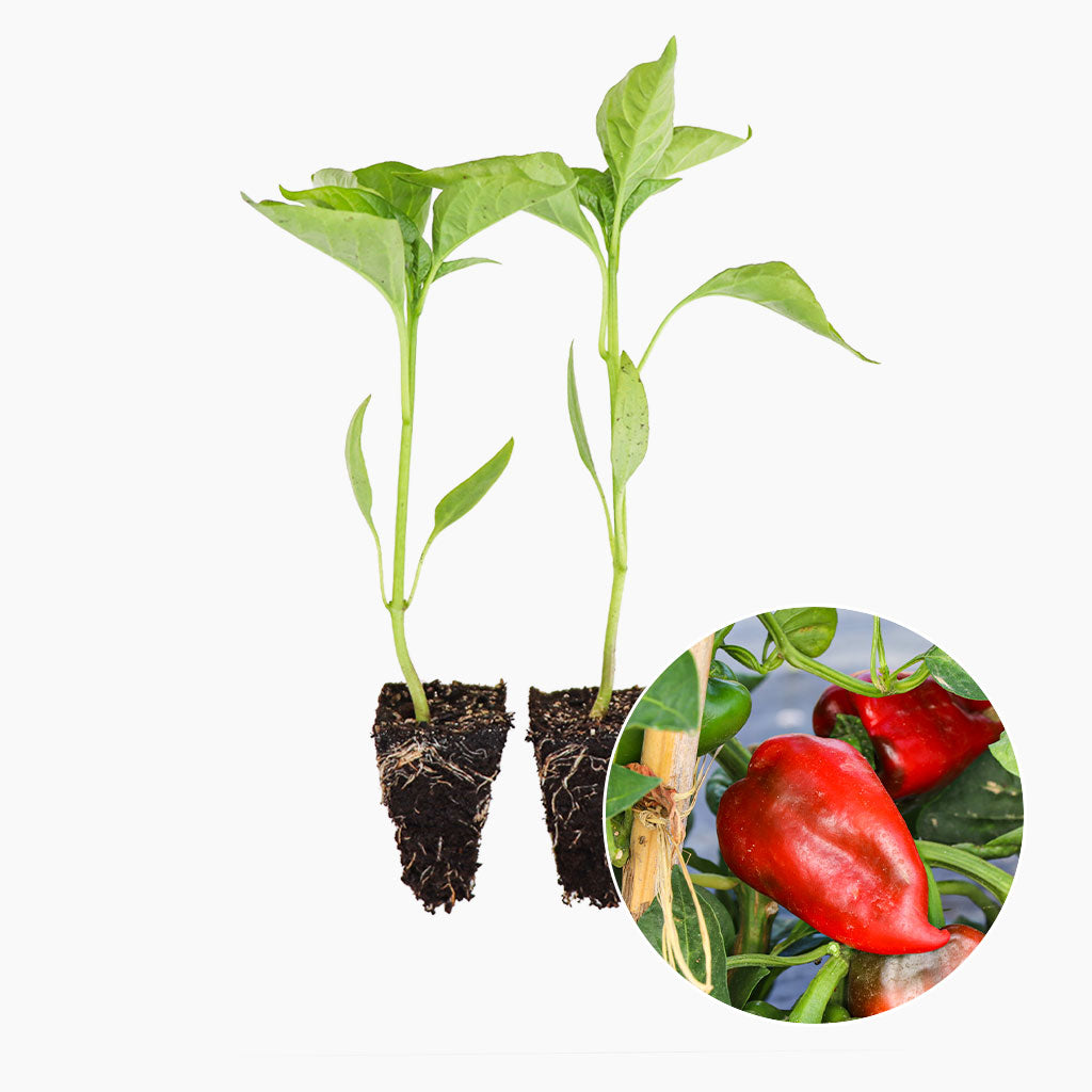 Pimiento del Piquillo