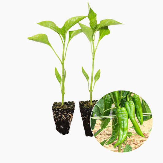 Pimiento Verde