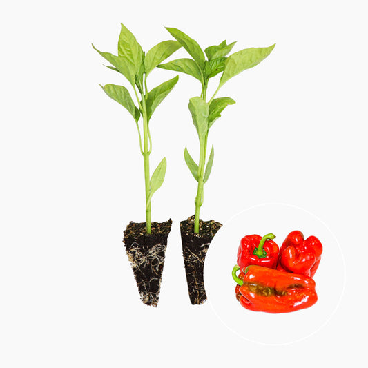Pimiento Rojo