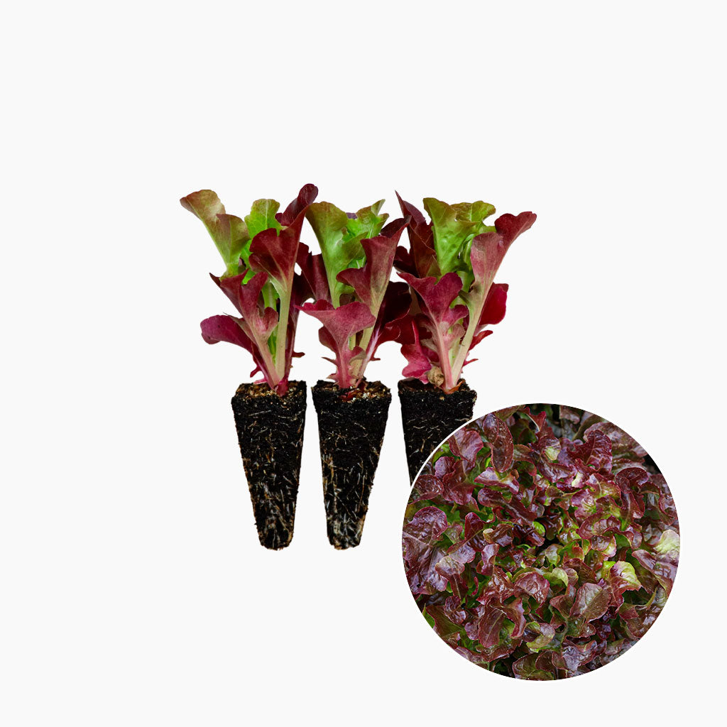 Enciam Fulla de Roure Vermell