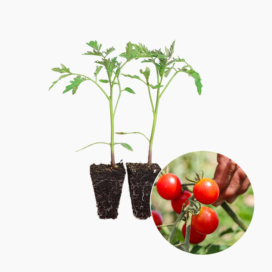 Tomate Cherry Redondo Rojo