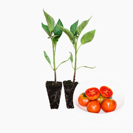 Tomate Penjar Patatera