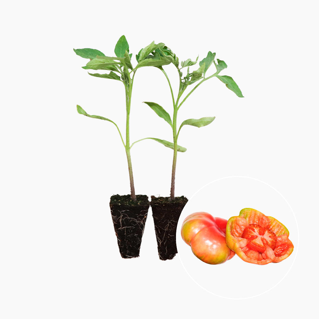 Tomate Rosa Montserrat