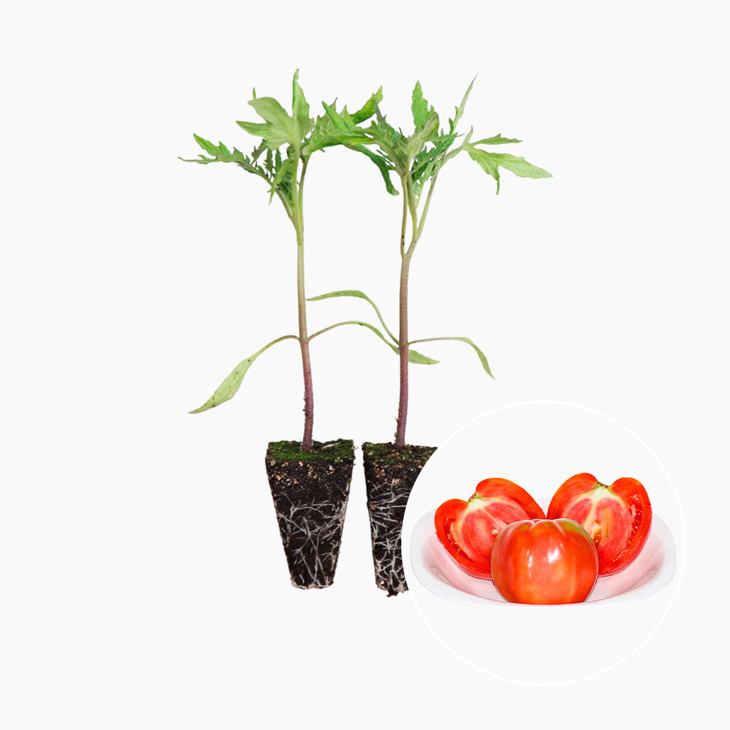 plantones de tomate rosa plena para huerto