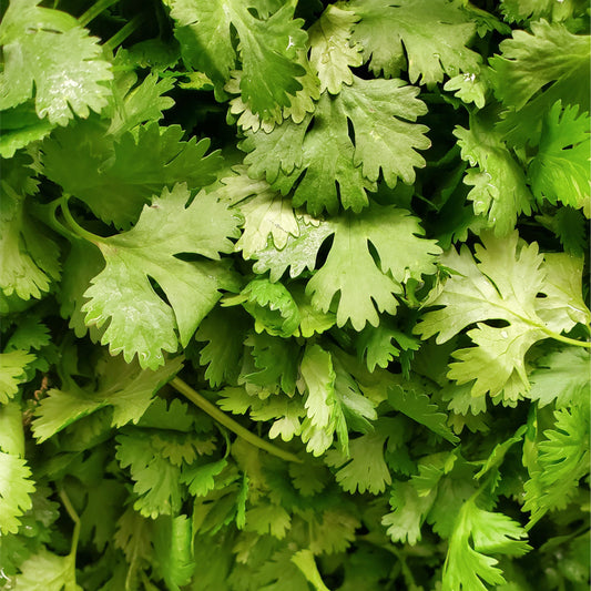 Cilantro