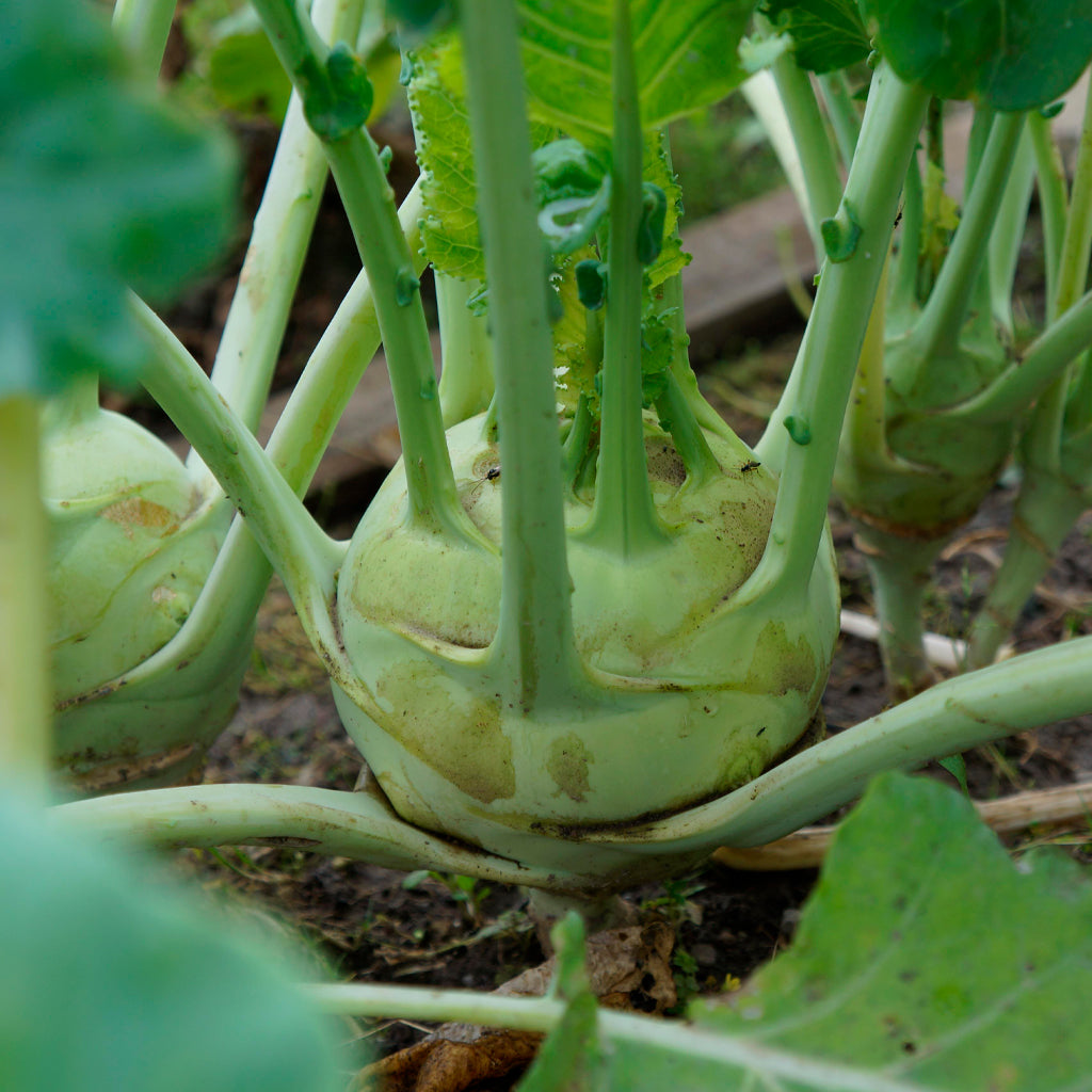 Plantel de Colinabo Verde - Cultivo Versátil y Nutritivo | PlantaBo