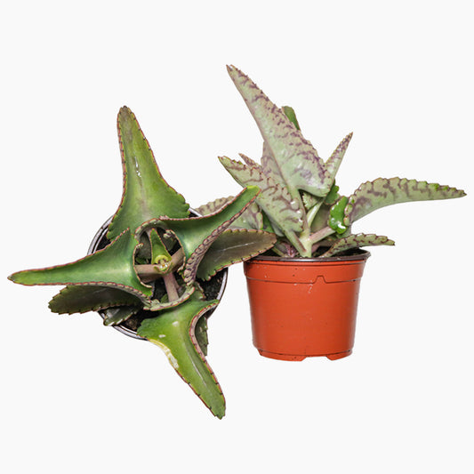 Kalanchoe