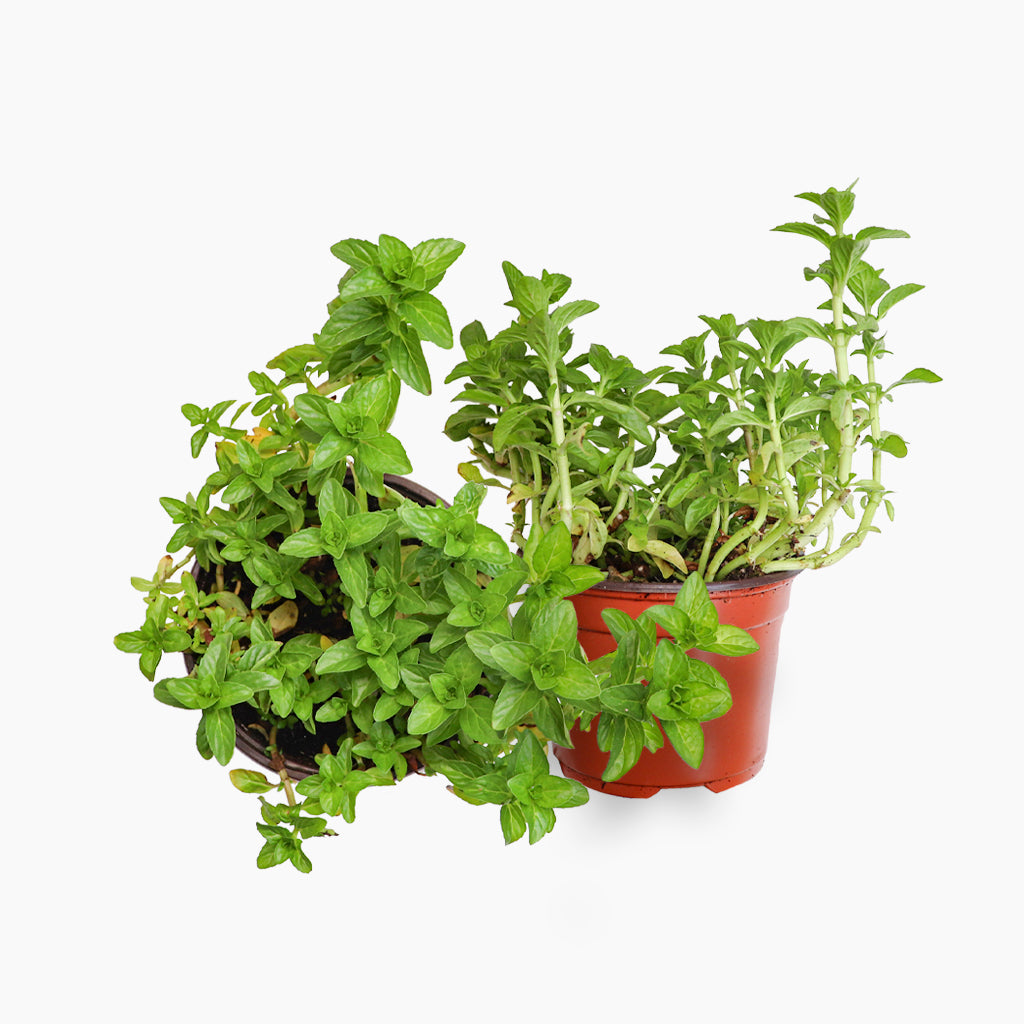 Planta De Poleo