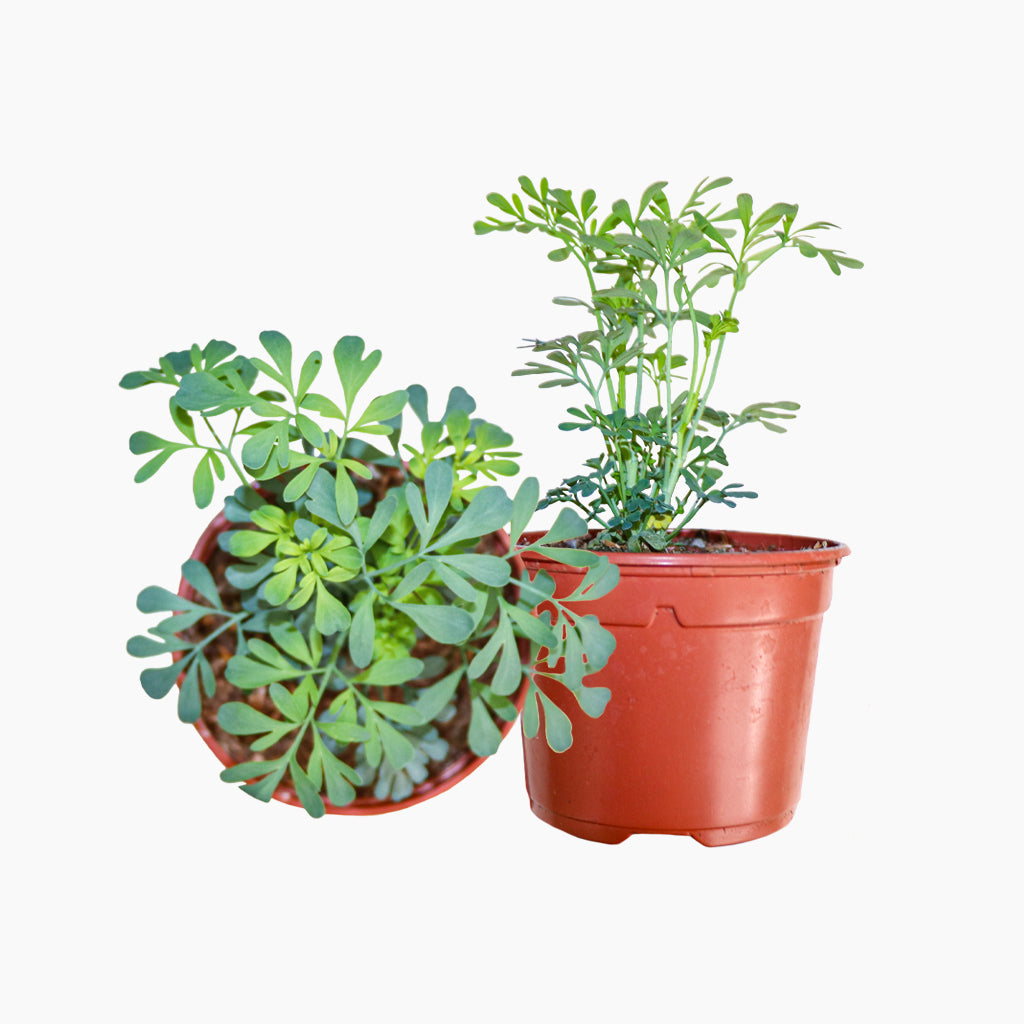Planta de Ruda - Aromática con Propiedades Múltiples – PlantaBo