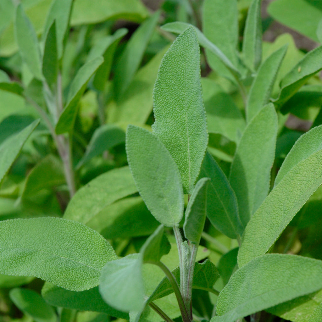 Salvia Verde