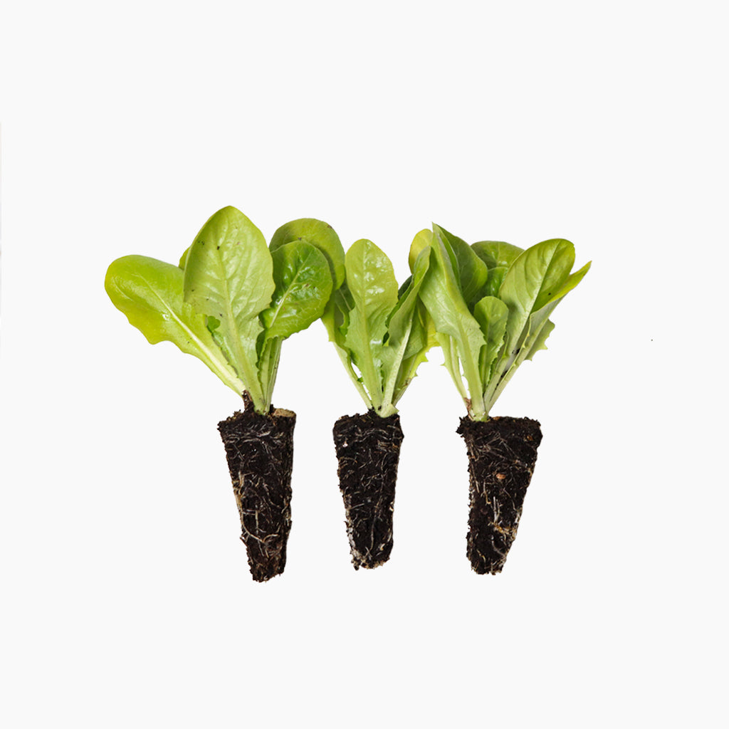 Cogollo Plantel de Lechuga Cogollo - Ideal para Ensaladas | PlantaBo